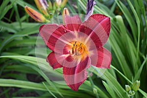 Daylily in Full Bloom with Pollen On Pedals