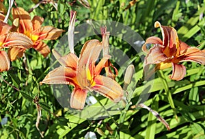 Daylily in garden