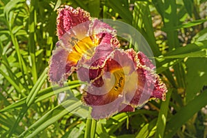 Daylily hemerocallis