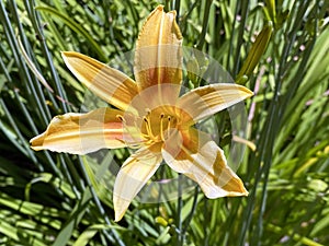 Daylily Hemerocallis `Bandit Manâ€˜ / Hemerocallis Hybride `Bandit Manâ€˜ / Die Taglilie Hemerocallis Bandit Man, Mainau