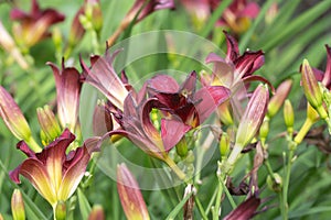 Daylily, hemerocallis in bloom