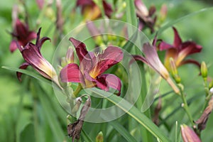 Daylily, hemerocallis in bloom