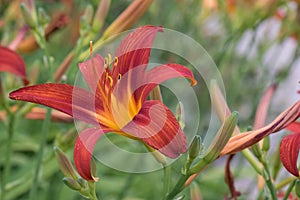 Daylily Hemerocallis Campfire Embers, trumpet-shaped brown-red flower