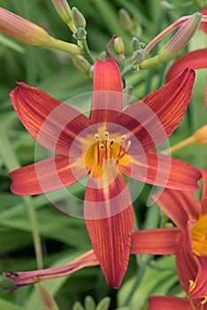 Daylily Hemerocallis Campfire Embers, trumpet-shaped brown-red flower