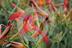 Daylily Hemerocallis Campfire Embers trumpet-shaped brown-red flower