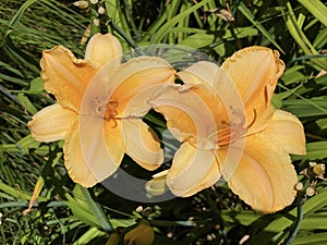 Daylily Hemerocallis `Cantaloupe Cupâ€˜ Hemerocallis Hybride `Cantaloupe Cupâ€˜, Die Taglilie Hemerocallis Cantaloupe Cup, Mainau