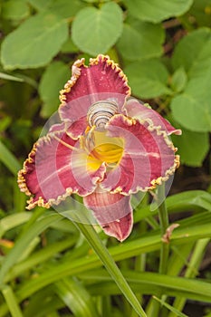 Daylily hemerocallis with  garden snail