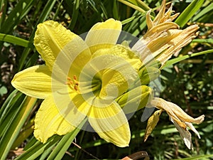 Daylily Hemerocallis `Green Flutter` Hemerocallis Hybride `Green Flutter` Garten Taglilie Green Flutter, Mainau - Constance