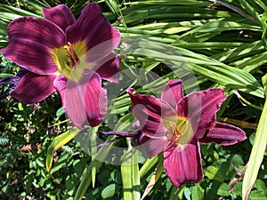 Daylily Hemerocallis `Night Embersâ€˜ Hemerocallis Hybride `Night Embersâ€˜, Die Taglilie Hemerocallis Night Embers, Mainau