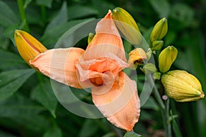 Daylily Hemerocallis Walt Disney, orange flower