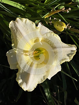 Daylily Hemerocallis `White Rose Memorialâ€˜ Hemerocallis Hybride `White Rose Memorialâ€˜