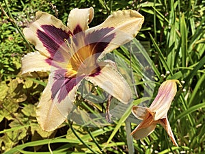 Daylily Hemerocallis `Wild Horsesâ€˜ Hemerocallis Hybride `Wild Horsesâ€˜, Die Taglilie Hemerocallis Wild Horses, Mainau