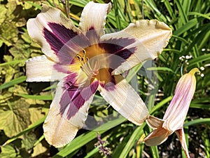 Daylily Hemerocallis `Wild Horsesâ€˜ Hemerocallis Hybride `Wild Horsesâ€˜, Die Taglilie Hemerocallis Wild Horses, Mainau