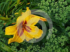 Daylily & x28;HemerocÃƒÂ¡llis& x29; - a genus of plants of the subfamily Lilya asphodelaceae.