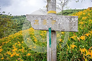 The daylily hillside landmark