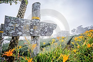 The daylily hillside landmark