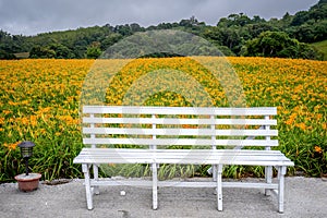 The daylily hillside landmark at chih-ke Mountainchi ke shan, Hualian East Rift Valley of Taiwan