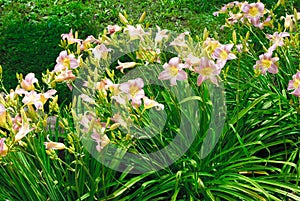 Daylily hybrid `Suret` Lat. Hemerocallis x Seyret