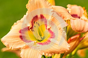 Daylily