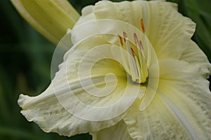Daylily `Joan Senior` close-up against the background of a dark garden