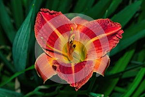 Daylily Latin: Hemerocallis on green leaves background.  Red-yellow flower daylily close up. Soft selective focus