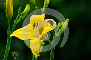 Daylily Macro Washington Park Botanic Garden photo