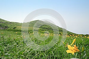 Daylily and mountain