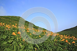 Daylily and mountain