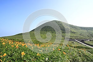 Daylily and mountain