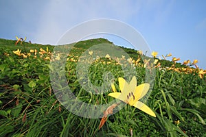 Daylily and mountain
