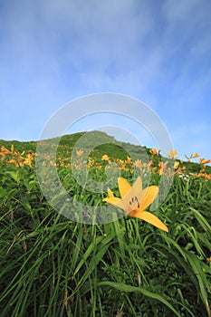 Daylily and mountain