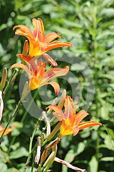 Daylily, Orange Hemerocallis fulva