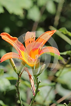 Daylily, Orange Hemerocallis fulva