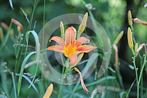 Daylily, Orange Hemerocallis fulva