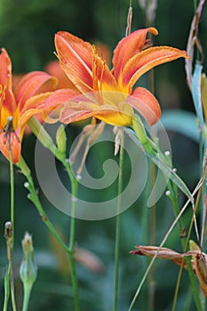 Daylily, Orange Hemerocallis fulva