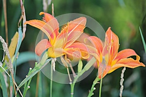 Daylily, Orange Hemerocallis fulva