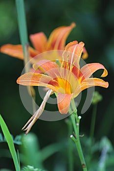 Daylily, Orange Hemerocallis fulva