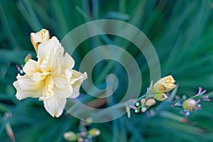 Daylily in restrained milky tones