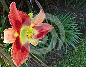 Daylily `Ruby Spider` Garden Flower