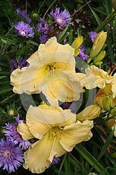 Daylily scapes blooming amidst stokesia in summer garden