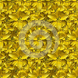 Daylily seamless pattern