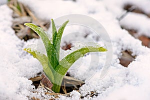 Daylily shoot in the snow