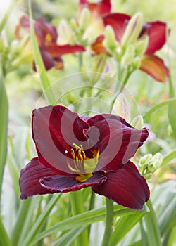 Daylily In Soft Focus Sunny Garden