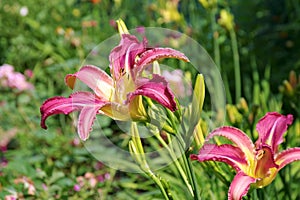 Daylily of the species Loch Ness Monster