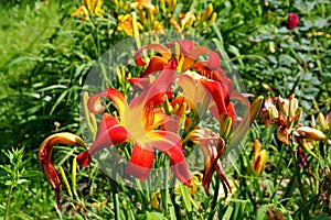Daylily of the species Red Suspenders in summer