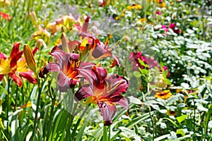 Daylily of the species Vienna Nightstreet in summer