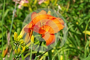 Daylily of the species Wiener Licht photo