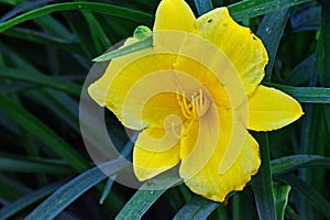 Daylily `Stella d`Oro` blooming in late spring