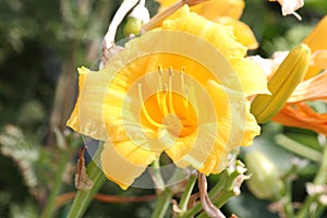 Daylily `Stella de Oro`