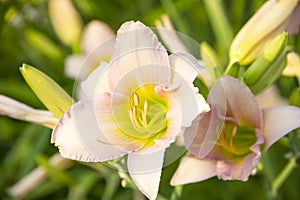 Daylily varieties `Lady Liz`